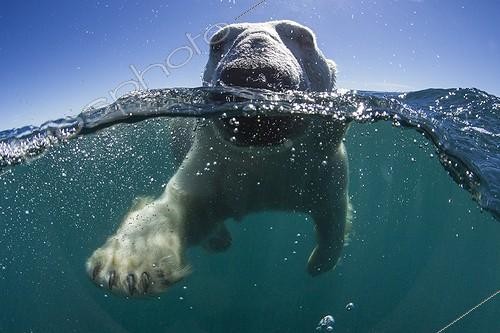 Biosphoto | 1991201 | Polar Bear swimming - Hudson Bay Canada | &copy; Paul Souders / Biosphoto