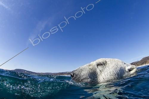 Biosphoto | 1991202 | Polar Bear swimming - Hudson Bay Canada | &copy; Paul Souders / Biosphoto