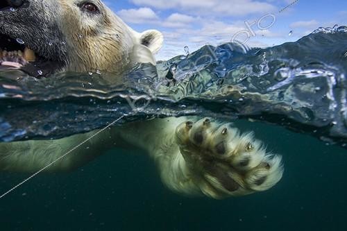 Biosphoto | 1998558 | Polar bear swimming in the Hudson Bay 1st place Asferico 2014 | &copy; Paul Souders / Biosphoto