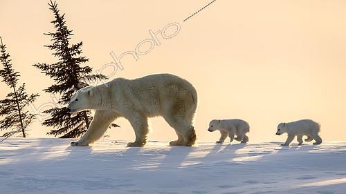 Biosphoto | 2420053 | Polar bear (Ursus maritimus), (3 months twin cubs following their mum up on a ridge. Churchill, MB, Canada | &copy; Manon Moulis / Biosphoto