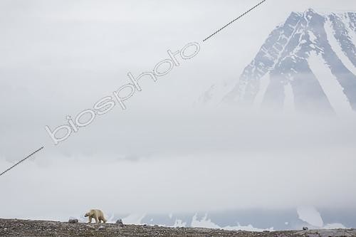 Biosphoto | 2072504 | Polar bear (Ursus maritimus) adult male walking in the Bay of the Cross, Spitsbergen, Svalbard archipelago | &copy; Samuel Blanc / Biosphoto