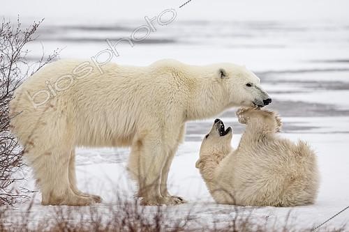 Biosphoto | 2420045 | Polar bear (Ursus maritimus), Female bear playing with her cub. Churchill, MB, Canada. | &copy; Manon Moulis / Biosphoto