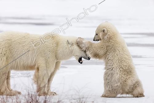 Biosphoto | 2420046 | Polar bear (Ursus maritimus), Female bear playing with her cub. Churchill, MB, Canada. | &copy; Manon Moulis / Biosphoto