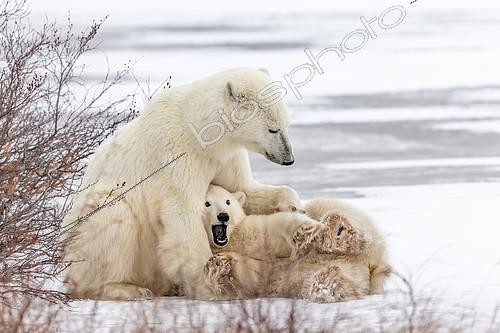 Biosphoto | 2420047 | Polar bear (Ursus maritimus), Female bear playing with her cub. Churchill, MB, Canada. | &copy; Manon Moulis / Biosphoto