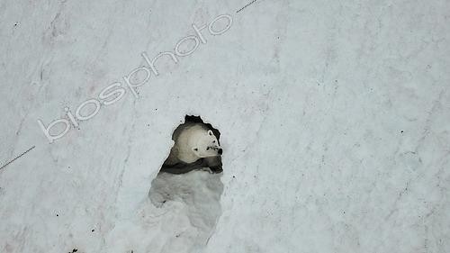 Biosphoto | 2545857 | Polar bear (Ursus maritimus) occupying an abandoned den on a snow bank, Raffles Island, Liverpool Land in early August, North East Greenland | &copy; Pierre Vernay / Biosphoto