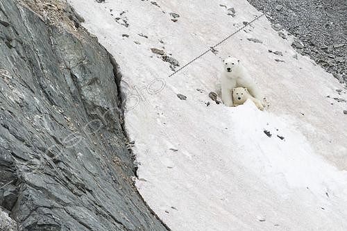 Biosphoto | 2099413 | Polar bear (Ursus maritimus) on snow, Ptichiy Bazar Point, Wrangel Island, Chukotka, Russia | &copy; Samuel Blanc / Biosphoto