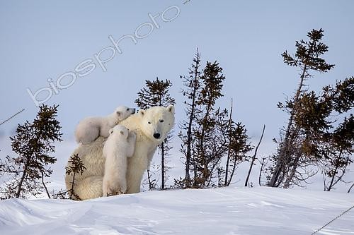 Biosphoto | 2420061 | Polar bear (Ursus maritimus) Twin polar cubs on their mother's back. Churchill, MB, Canada, | &copy; Manon Moulis / Biosphoto