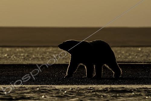 Biosphoto | 2101288 | Polar bear (Ursus maritimus) walking on shore against the light, Barter Island, North of the Arctic Circle, Alaska. | &copy; Patrick Kientz / Biosphoto