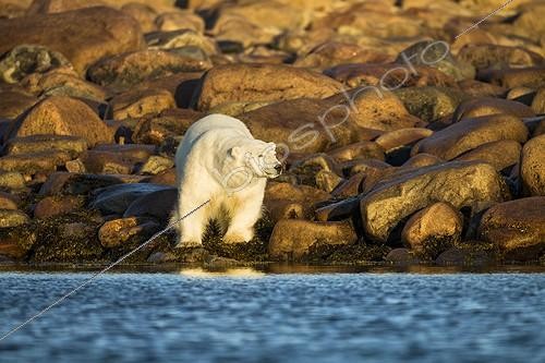 Biosphoto | 1991183 | Polar Bear walking along Hudson Bay at sunrise - Canada | &copy; Paul Souders / Biosphoto