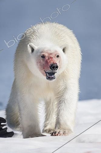 Biosphoto | 1991207 | Polar Bear walking on pack ice - Hudson Bay Canada ; feeding on Walrus  | &copy; Paul Souders / Biosphoto