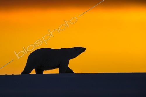 Biosphoto | 1948016 | Polar bears at sunset - Barter Island Alaska | &copy; Sylvain Cordier / Biosphoto