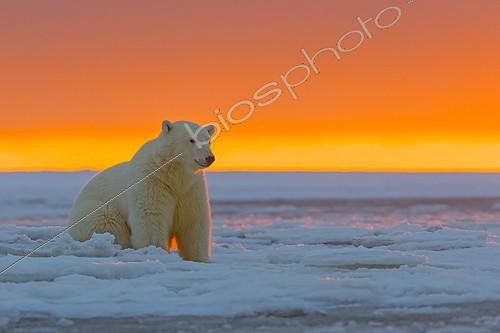 Biosphoto | 1948027 | Polar bears at sunset - Barter Island Alaska | &copy; Sylvain Cordier / Biosphoto