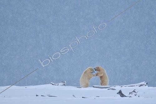 Biosphoto | 1474925 | Polar bears in snowfall in Alaska | &copy; Fabrice Simon / Biosphoto