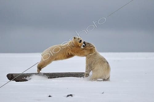 Biosphoto | 1478538 | Polar bears in the Arctic National Wildlife Refuge Alaska  | &copy; Fabrice Simon / Biosphoto