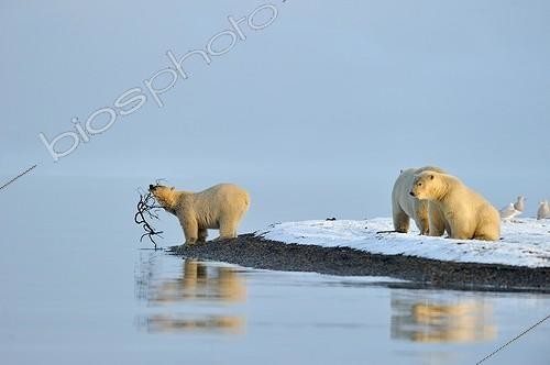 Biosphoto | 1478567 | Polar bears in the Arctic National Wildlife Refuge Alaska | &copy; Fabrice Simon / Biosphoto