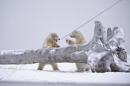 Biosphoto | 2020826 | Polar bears playing on failed tree - Barter Island Alaska | &copy; Patrick Kientz / Biosphoto