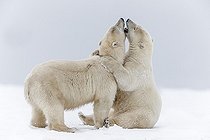 Biosphoto | 1975383 | Polar bears playing on the ice - Barter Island Alaska  | &copy; Sylvain Cordier / Biosphoto