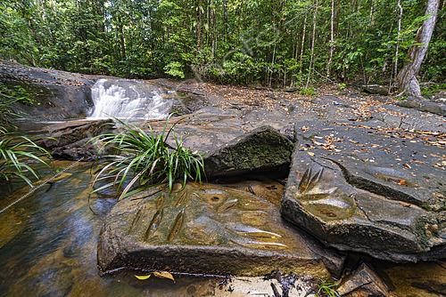 Biosphoto | 2614761 | Polissoir Amérindien, Réserve de La Trinité, Mana, Guyane Française | &copy; Vincent Premel / Biosphoto