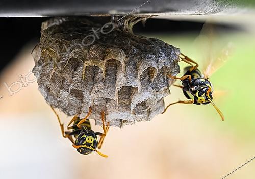 Biosphoto | 2621157 | Polistes wasps (Polistes sp) on their nest, Bouxières-aux-Dames, Lorraine, France. | &copy; Stéphane Vitzthum / Biosphoto