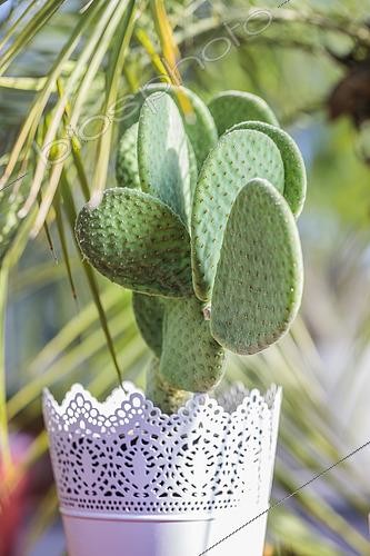 Biosphoto | 2458795 | Polka dot Cactus (Opuntia microdasys) 'Caress' grown in pots indoors: this cactus has no thorns. | &copy; Jean-Michel Groult / Biosphoto