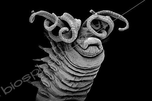 Biosphoto | 2620050 | Polychaete worm (Ampharetidae sp) living near hydrothermal springs. This polychaete worm uses its tentacles to bring food to its mouth. Meiofauna of the abyss, Pourquoi pas les abysses ?, IFREMER, Scanning electron microscopy (SEM) | &copy; Gilles Martin / IFREMER / Biosphoto