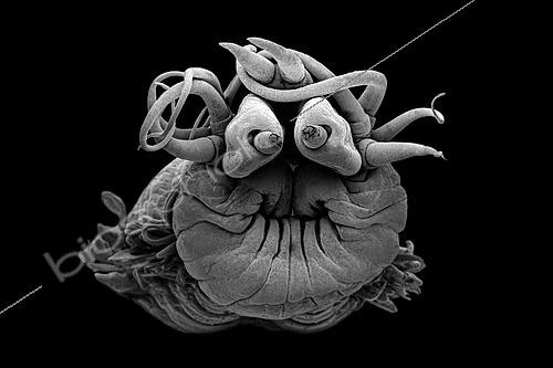 Biosphoto | 2620021 | Polychaete worm (Nereididae sp) living near hydrothermal springs. This polychaete worm uses its tentacles to bring food to its mouth. His two eyes are actually palps that have a sensory role. Meiofauna of the abyss, Pourquoi pas les abysses ?, IFREMER, Scanning electron microscopy (SEM) | &copy; Gilles Martin / IFREMER / Biosphoto