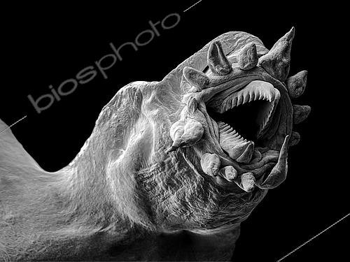 Biosphoto | 2620025 | Polychaete Worm (Polynoidae sp). Here we see a detail of the proboscis, a trunk with sharp teeth that allows him to grasp his food. Meiofauna of the abyss, Pourquoi pas les abysses ?, IFREMER, Scanning electron microscopy (SEM). | &copy; Gilles Martin / IFREMER / Biosphoto