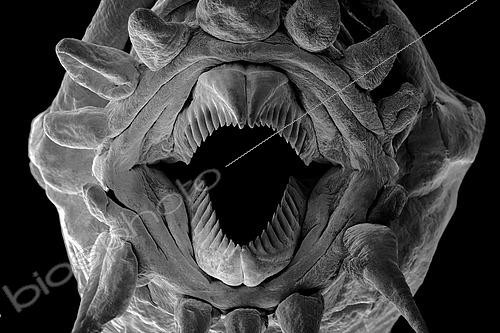 Biosphoto | 2620036 | Polychaete Worm (Polynoidae sp). Here we see a detail of the proboscis, a trunk with sharp teeth that allows him to grasp his food. Meiofauna of the abyss, Pourquoi pas les abysses ?, IFREMER, Scanning electron microscopy (SEM). | &copy; Gilles Martin / IFREMER / Biosphoto