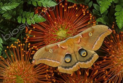 Biosphoto | 2050502 | Polyphemus moth (Antheraea polyphemus), Keystone Heights, Florida, USA | &copy; Michael Turco / Biosphoto