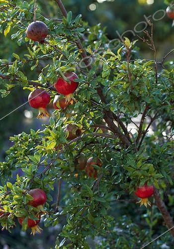 Biosphoto | 733733 | Pomegranate in fruit in a garden | &copy; Gilles Le Scanff & Joëlle-Caroline Mayer / Biosphoto