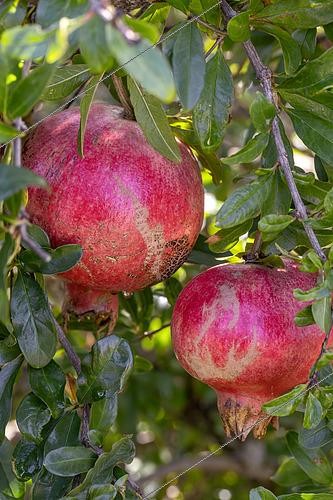Biosphoto | 2575855 | Pomegranate (Punica granatum) fruis on tree, Provence, Bouches-du-Rhone, France | &copy; Marie Aymerez / Biosphoto