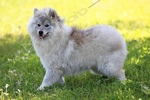Biosphoto | 2604315 | Pomsky breed dog standing in a garden | &copy; Eric Guilloret / Biosphoto