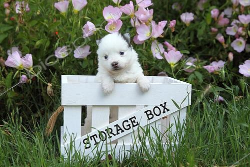 Biosphoto | 2561299 | Pomsky puppy 1 month old standing in a box | &copy; Eric Guilloret / Biosphoto