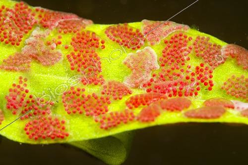 Biosphoto | 2621584 | Pontes d'hydracariens sur une plante aquatique dans une mare, Couffy, Loir et Cher, France | &copy; Bruno Guénard / Biosphoto