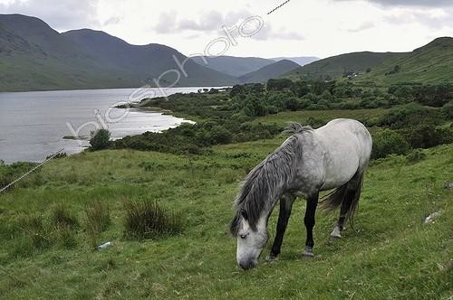 Biosphoto | 998815 | Pony maintaining natural grasslands Connemara Ireland  | &copy; Guy Piton / Biosphoto