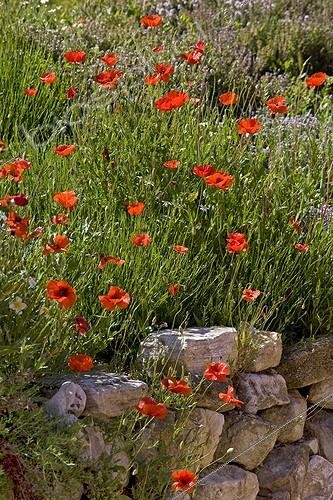 Biosphoto | 754845 | Poppies flowers on old stone wall Provence France | &copy; Michel Gunther / Biosphoto