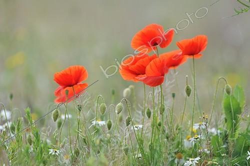 Biosphoto | 1988941 | Poppies in bloom - France  | &copy; Guy Piton / Biosphoto