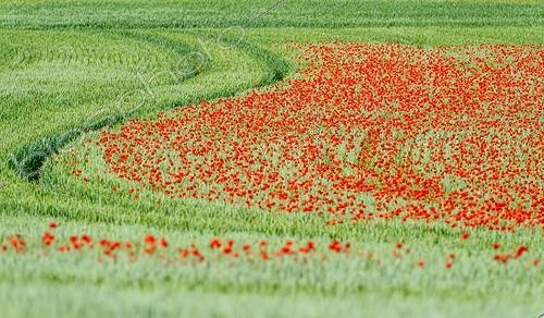 Biosphoto | 2043340 | Poppies in bloom in a field of wheat - Burgundy France | &copy; Gilles Ménanteau / Biosphoto