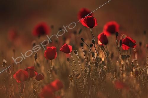 Biosphoto | 1417517 | Poppies in the sunset light | &copy; Christophe Perelle / Biosphoto