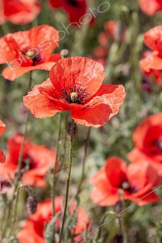 Biosphoto | 2518491 | Poppies (Papaver rhoeas), Gard, France | &copy; Marie Aymerez / Biosphoto