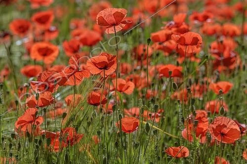 Biosphoto | 2450007 | Poppies (Papaver rhoeas) in full bloom, Bugey, Ain, France | &copy; Jean-Philippe Delobelle / Biosphoto