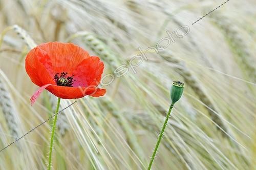 Biosphoto | 894494 | Poppy flower in a field of ripe wheat Midi-Pyrenees France | &copy; Roger Dauriac / Biosphoto