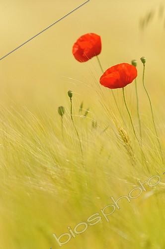 Biosphoto | 1866309 | Poppy flowers in cereal field France | &copy; Robin Monchâtre / Biosphoto