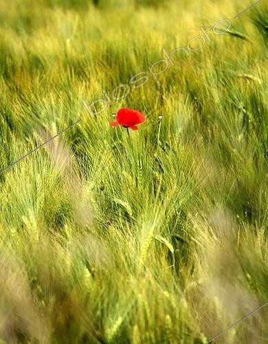 Biosphoto | 2069355 | Poppy in a cereal field | &copy; Lamontagne / Biosphoto