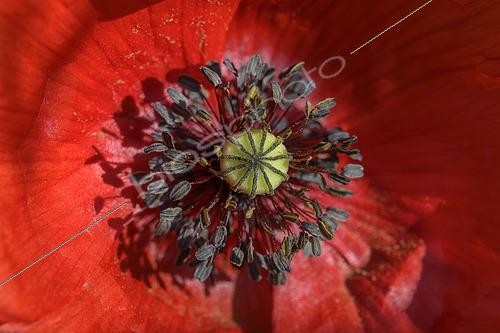 Biosphoto | 2450012 | Poppy (Papaver rhoeas) flower, Bugey, Ain, France | &copy; Jean-Philippe Delobelle / Biosphoto