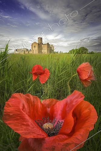 Biosphoto | 2613645 | Poppy (Papaver rhoeas) in bloom in a field in front of a church, Italy. | &copy; Alberto Ghizzi Panizza / Biosphoto