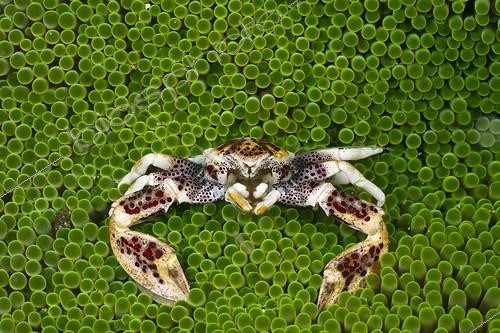 Biosphoto | 1443162 | Porcelain Crab in Sea Anemone Cenderawasih Bay Indonesia | &copy; Reinhard Dirscherl / Biosphoto