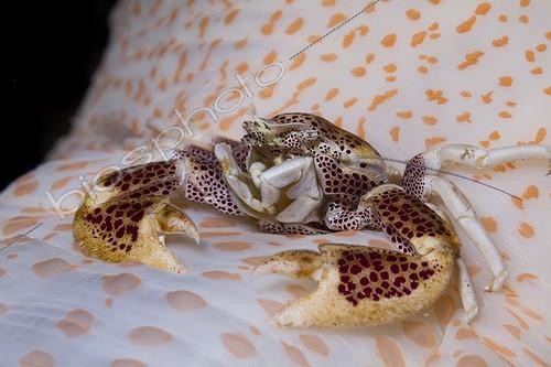 Biosphoto | 1900269 | Porcelain Crab on an anemone Indonesia  | &copy; Fabien Michenet / Biosphoto