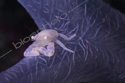 Biosphoto | 1961860 | Porcelain Crab on Soft Coral - Raja Ampat  Indonesia | &copy; Mike Veitch / Biosphoto