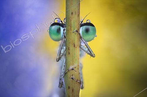 Biosphoto | 2615030 | Portrait de Demoiselle (Zygoptera sp) sur une tige, Italie | &copy; Alberto Ghizzi Panizza / Biosphoto